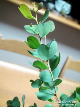 fancyboxディシペンス(Eucalyptus decipiens ssp. decipiens)の画像2