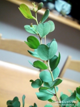 ディシペンス (Eucalyptus decipiens ssp. decipiens)