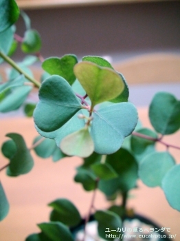 fancyboxディシペンス(Eucalyptus decipiens ssp. decipiens)の画像3