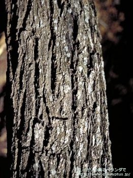 fancyboxディシペンス(Eucalyptus decipiens ssp. decipiens)の画像4
