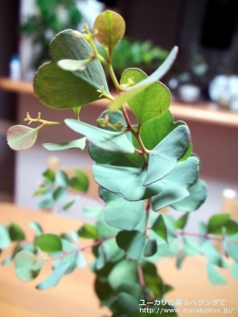 ディシペンス (Eucalyptus decipiens ssp. decipiens)