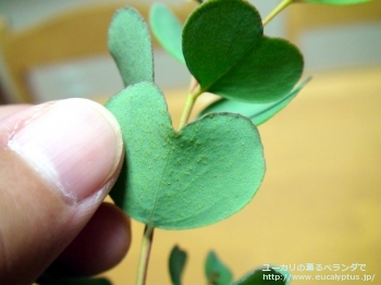 fancyboxディシペンス(Eucalyptus decipiens ssp. decipiens)の画像6