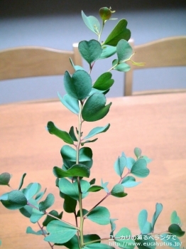 fancyboxディシペンス(Eucalyptus decipiens ssp. decipiens)の画像7