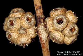 fancyboxディシペンス(Eucalyptus decipiens ssp. decipiens)の画像8