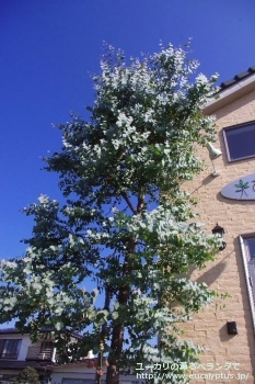 シネレア(銀丸葉) (Eucalyptus cinerea)