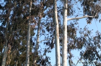 テレチコルニス (Eucalyptus tereticornis)