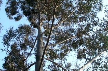グランディス (Eucalyptus grandis)