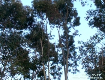 カマルドレンシス (Eucalyptus camaldulensis var. camaldulensis)