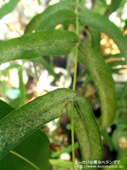 スミティー (Eucalyptus smithii)