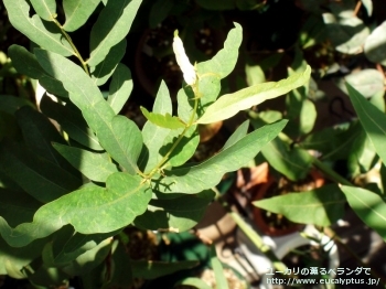 スコパリア (Eucalyptus scoparia)