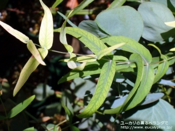 スミティー (Eucalyptus smithii)