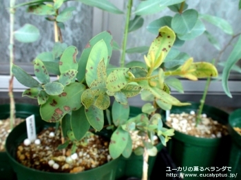 コッキフェラ (Eucalyptus coccifera)