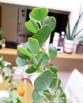 fancyboxオービフォリア(Eucalyptus orbifolia)の画像1