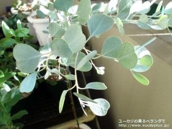 オービフォリア (Eucalyptus orbifolia)