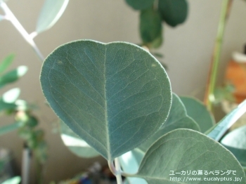 オービフォリア (Eucalyptus orbifolia)