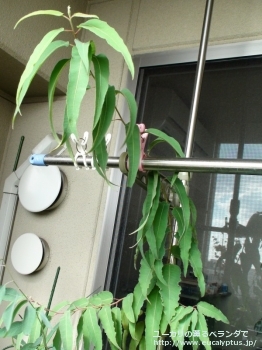 fancyboxシトリオドラ(Corymbia citriodora)の画像1