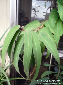 シトリオドラ (Corymbia citriodora)