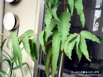 fancyboxシトリオドラ(Corymbia citriodora)の画像3