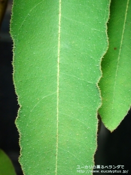 fancyboxシトリオドラ(Corymbia citriodora)の画像4