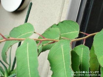 シトリオドラ (Corymbia citriodora)