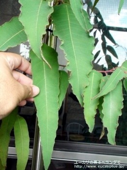 シトリオドラ (Corymbia citriodora)