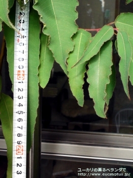 fancyboxシトリオドラ(Corymbia citriodora)の画像8