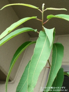 fancyboxシトリオドラ(Corymbia citriodora)の画像10