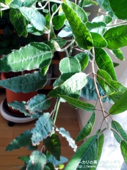 エリスロコリス (Eucalyptus erythrocorys)