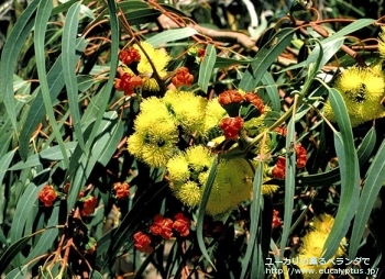 fancyboxエリスロコリス(Eucalyptus erythrocorys)の画像3