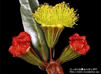 エリスロコリス (Eucalyptus erythrocorys)