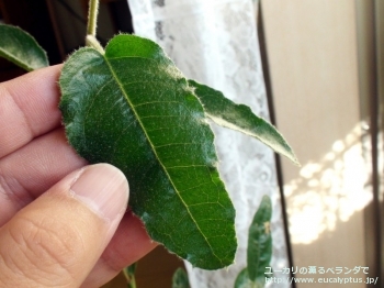 エリスロコリス (Eucalyptus erythrocorys)