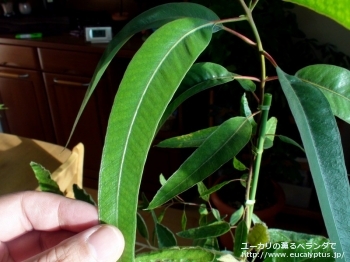 fancyboxエリスロコリス(Eucalyptus erythrocorys)の画像9