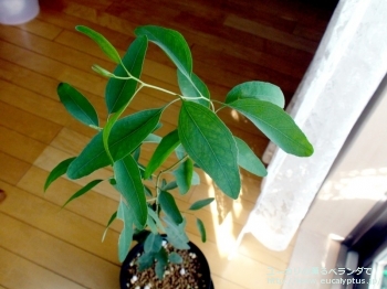 fancyboxメリオドラ(Eucalyptus melliodora)の画像1