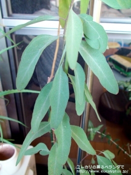 メリオドラ (Eucalyptus melliodora)