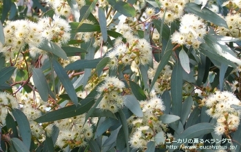 メリオドラ (Eucalyptus melliodora)