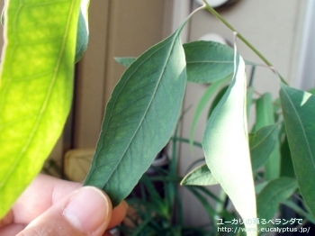 fancyboxメリオドラ(Eucalyptus melliodora)の画像5