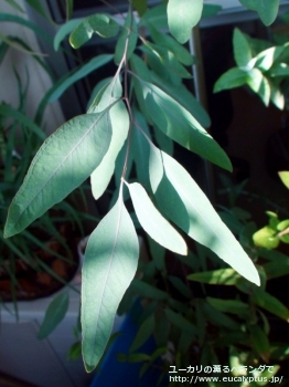メリオドラ (Eucalyptus melliodora)