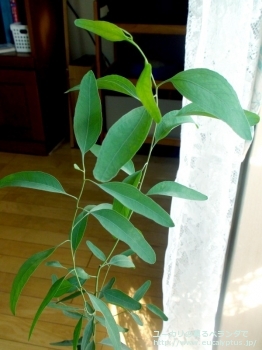 メリオドラ (Eucalyptus melliodora)