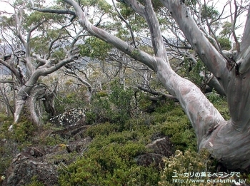 コッキフェラ (Eucalyptus coccifera)