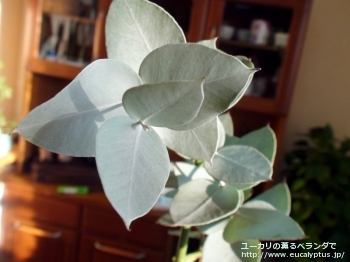 fancyboxギリー(Eucalyptus gillii)の画像11