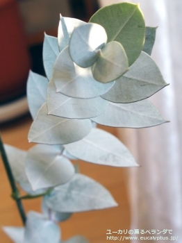 ギリー (Eucalyptus gillii)