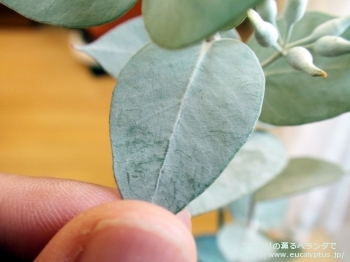 fancyboxギリー(Eucalyptus gillii)の画像3