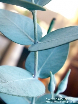 fancyboxギリー(Eucalyptus gillii)の画像4
