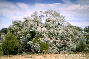 fancyboxギリー(Eucalyptus gillii)の画像5