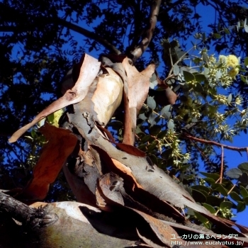 fancyboxギリー(Eucalyptus gillii)の画像6