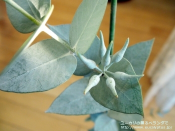 ギリー (Eucalyptus gillii)