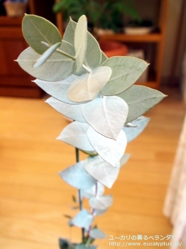 fancyboxギリー(Eucalyptus gillii)の画像9