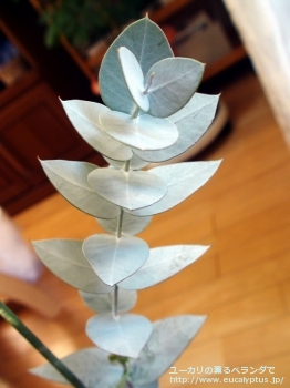 ギリー (Eucalyptus gillii)