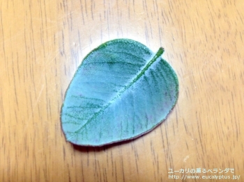 ウッドワーディ (Eucalyptus woodwardii)