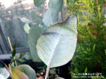 ウッドワーディ (Eucalyptus woodwardii)